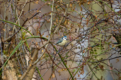 Blue Tit (Parus caeruleus) perched in woodland Hawthorn