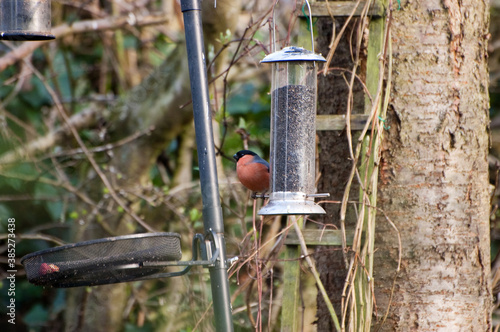 Bullfinch On Bird Feeder In Garden