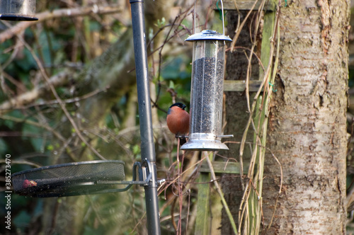 Feeding Eurasian Bullfinch In Garden