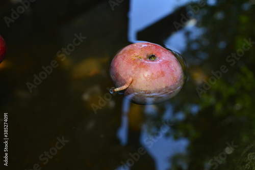 Fresh red apples floating on water in container