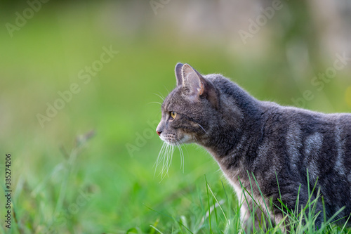 cat walking on the field and looking for something to hunt