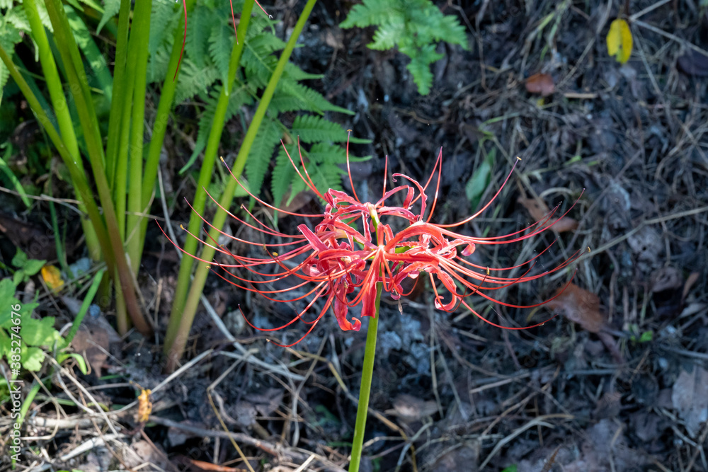 Red spider lilies on a clear day Red spider lilies on a clear day