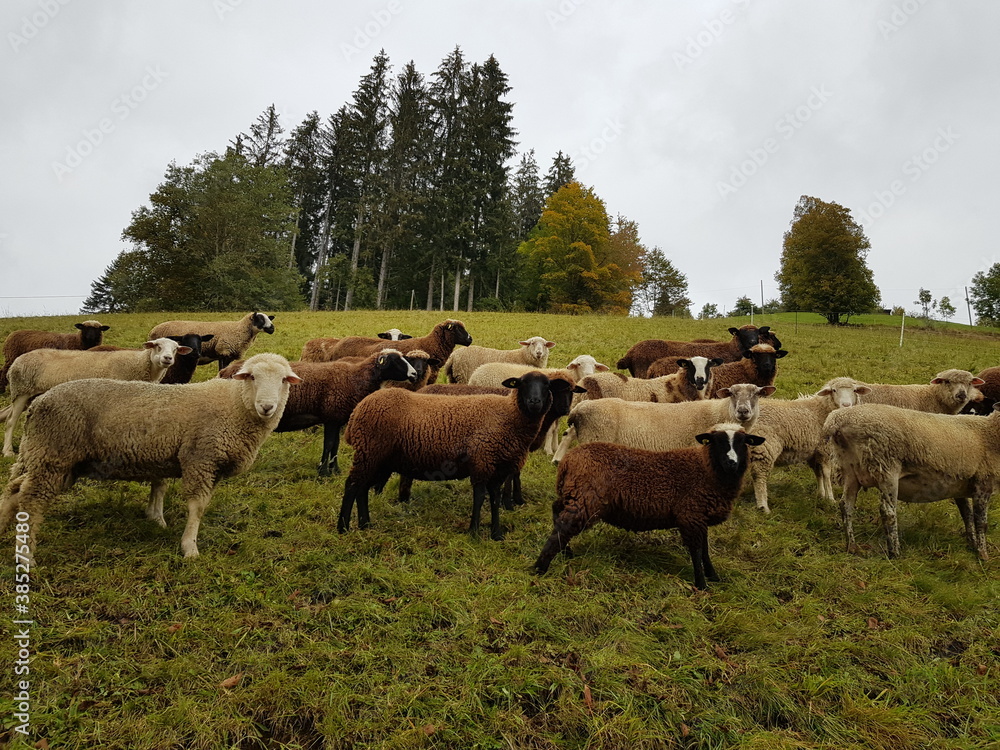 Braune und weisse Schafe auf der Wiese schauen dich an Braune und weisse Schafe auf der Wiese schauen dich an