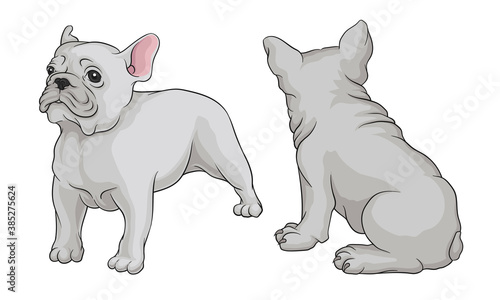 French Bulldog as Domestic Breed Sitting and Standing Vector Set © Happypictures
