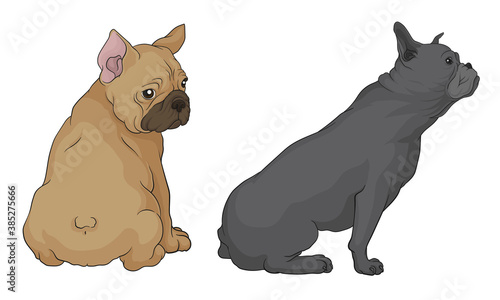 French Bulldog as Domestic Breed Sitting Vector Set