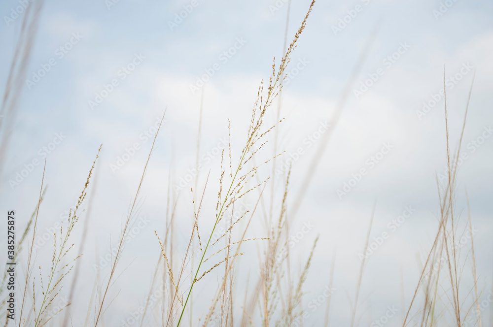 Grass flowers close up on the sky background Grass flowers close up on the sky background