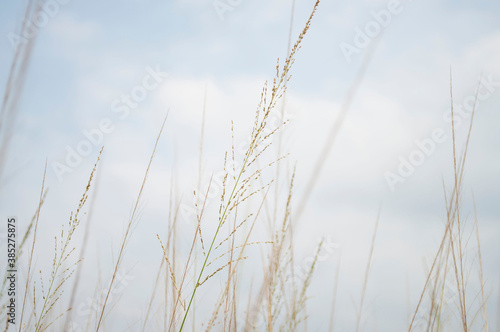 Grass flowers close up on the sky background