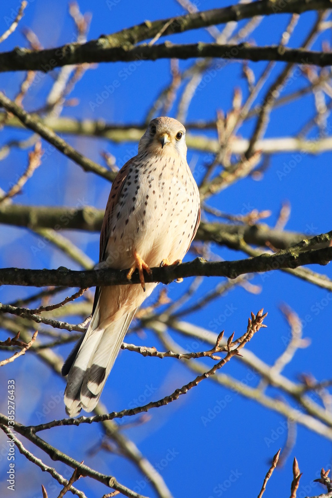Common kestrel (Falco tinnunculus) on hunting position high on the tree branch Common kestrel (Falco tinnunculus) on hunting position high on the tree branch