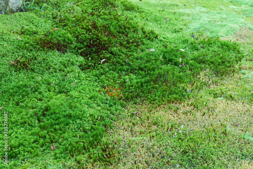 A close-up of green moss growing in a Japanese garden