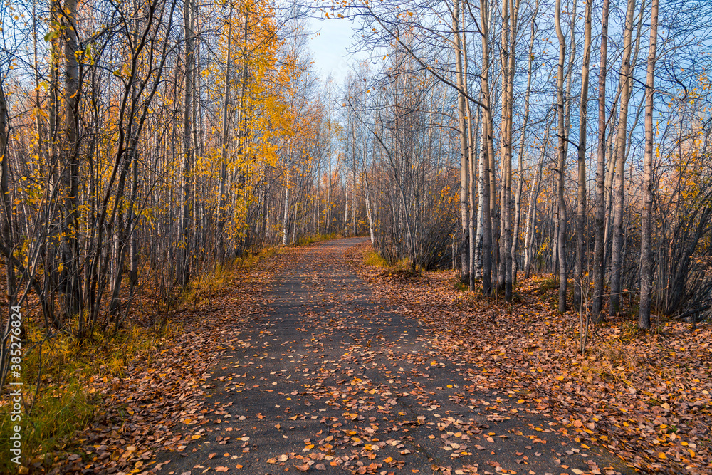 Fototapeta premium Forest road covered with fallen autumn leaves