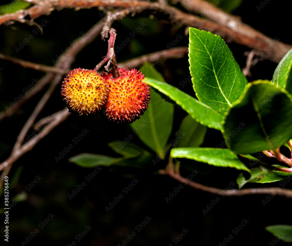 red berries on the branches red berries on the branches