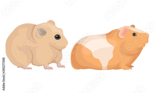 Rodents with Robust Bodies and Short Limbs Vector Set