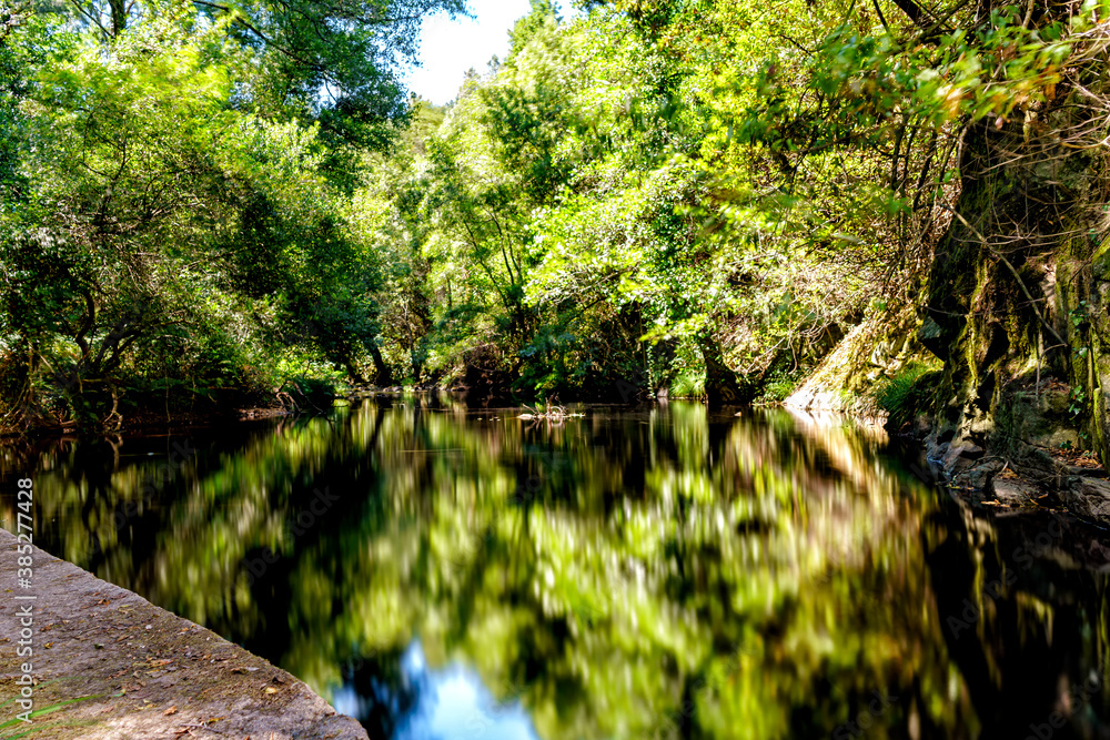 Fototapeta premium stream in the forest