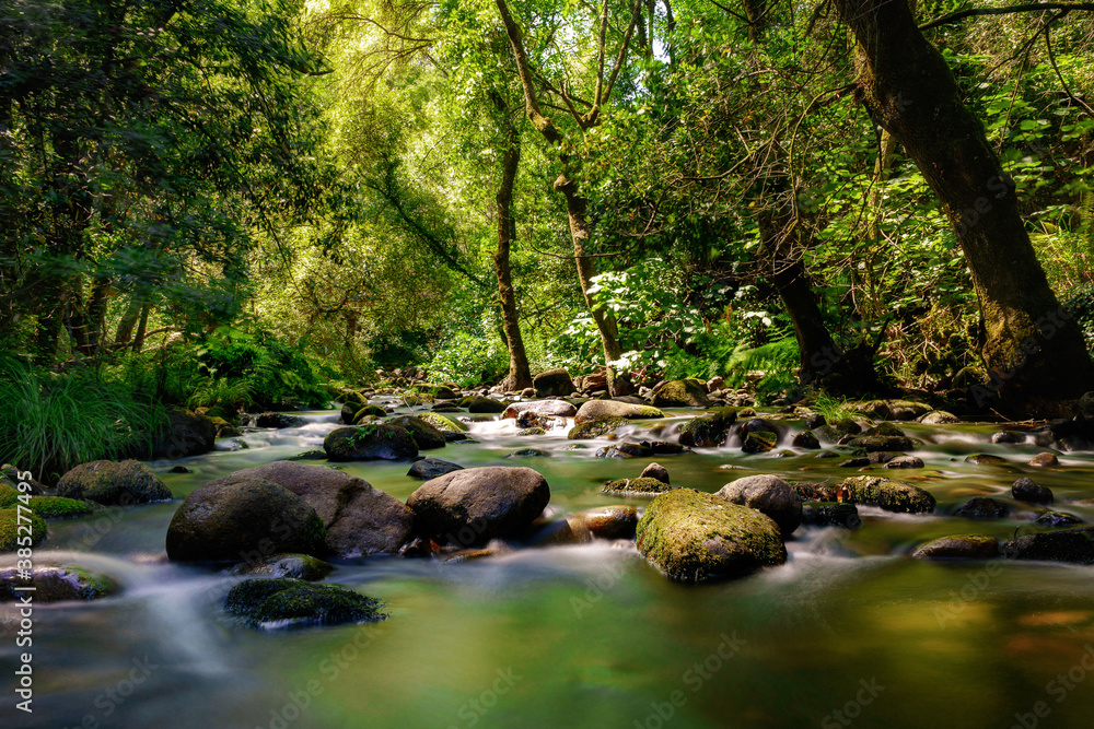 river in the forest river in the forest