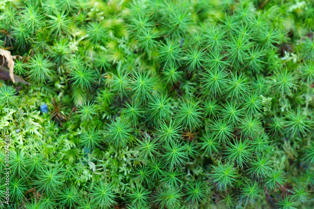 A close-up of green moss growing in a Japanese garden A close-up of green moss growing in a Japanese garden