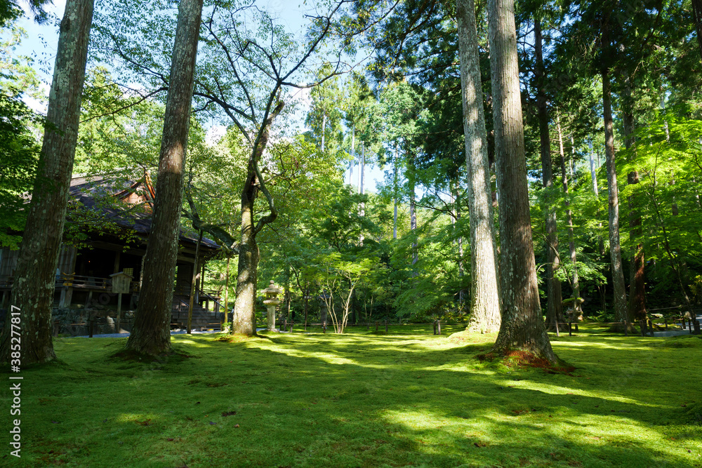 Obraz premium A forest landscape in the middle of nowhere