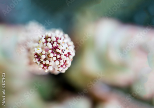 small flowers bunch  of succulent plant © imago1956rs