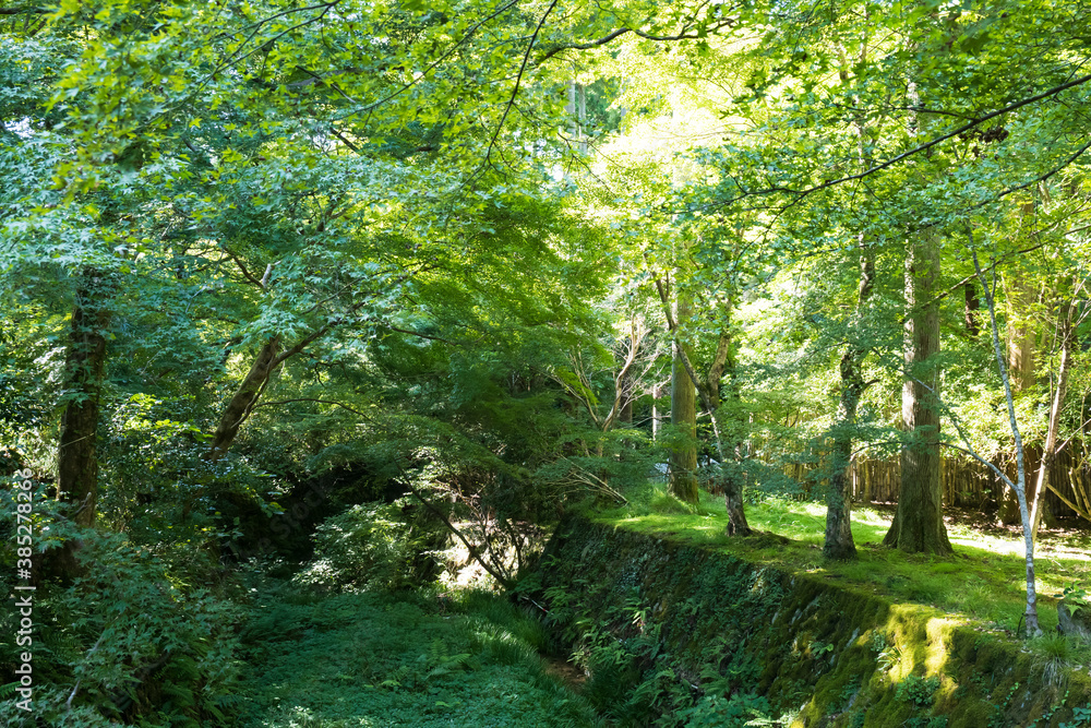 Obraz premium A forest landscape in the middle of nowhere