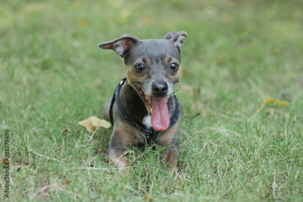 dog dog
