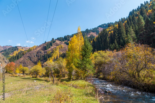 Autumn mountain landscape. Beautiful birch and spruce trees. Mountain river. Kyrgyzstan.