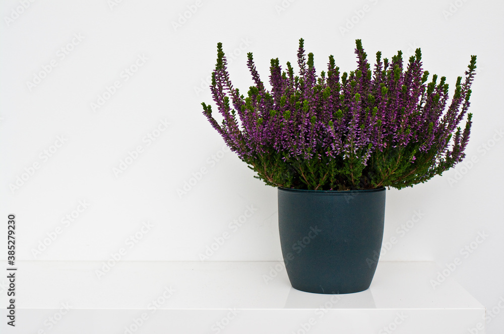 Decorative heather plant in a dark pot standing on a shelf against white wall