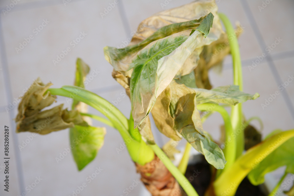 枯れた観葉植物 枯れた観葉植物
