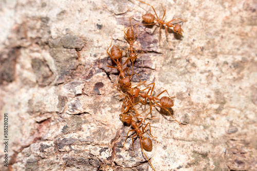 Many red ants were fighting fierce to protect the territory