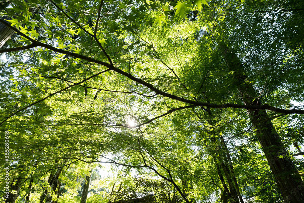 The Mysterious Landscape of Japan's Forests The Mysterious Landscape of Japan's Forests