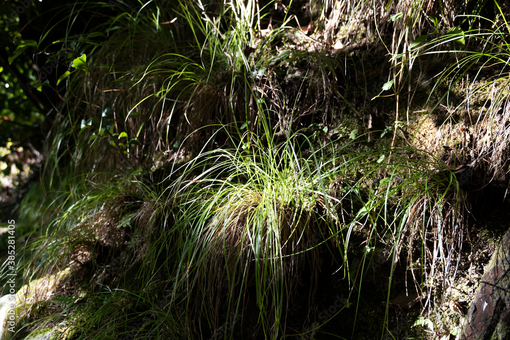 Long green weeds growing on earthen walls