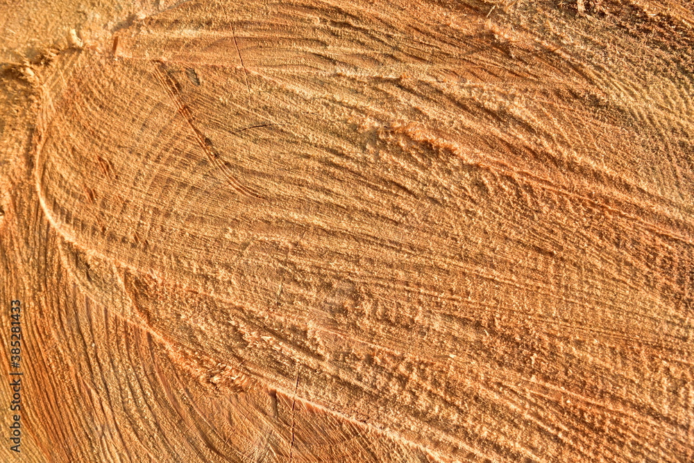 Wooden structure. Cross sectional cut end of log showing the pattern and texture created by the growth rings. Section through trunk of the wood. Annual ring on a sawn through tree.