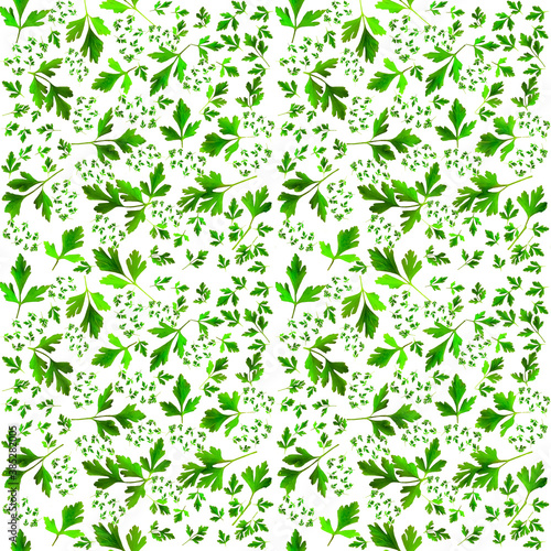 green parsley leaves on white background