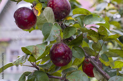 Organic ugly apples growing on a tree The concept of protecting an apple garden from pests Crop of apples ruined by diseases of fruit trees Apple is affected by fungus and mold Bad harvest
