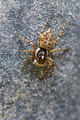 Jumping spider - Menemerus semilimbatus, beautiful small spider from European meadows and grasslands, Pag island, Croatia.