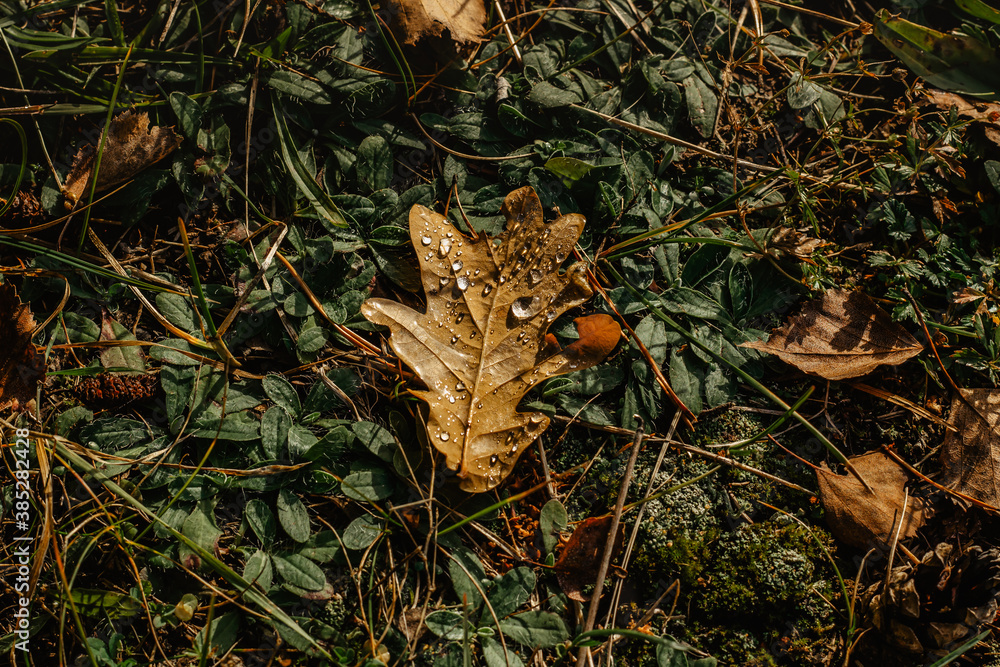 Autumn brown leaf with drops of fresh clear water in the meadow. Natural dark green background. Photo of purity freshness nature, ecology, Earth day scene. Autumn concept copy space. Details of nature Autumn brown leaf with drops of fresh clear water in the meadow. Natural dark green background. Photo of purity freshness nature, ecology, Earth day scene. Autumn concept copy space. Details of nature