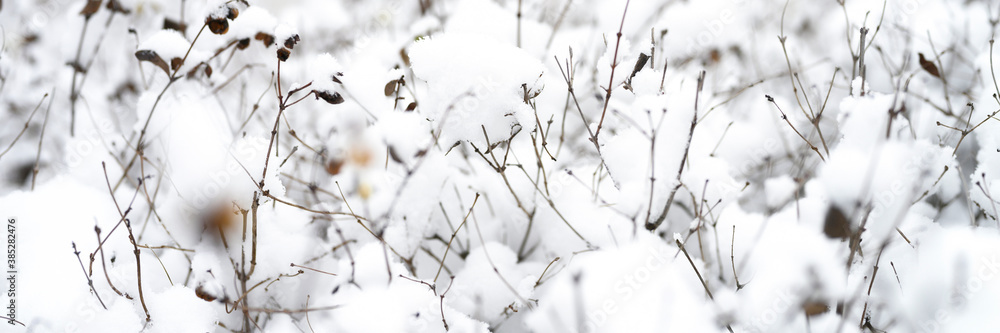snow covered plant bushes in a snowy winter forest or Park snow covered plant bushes in a snowy winter forest or Park