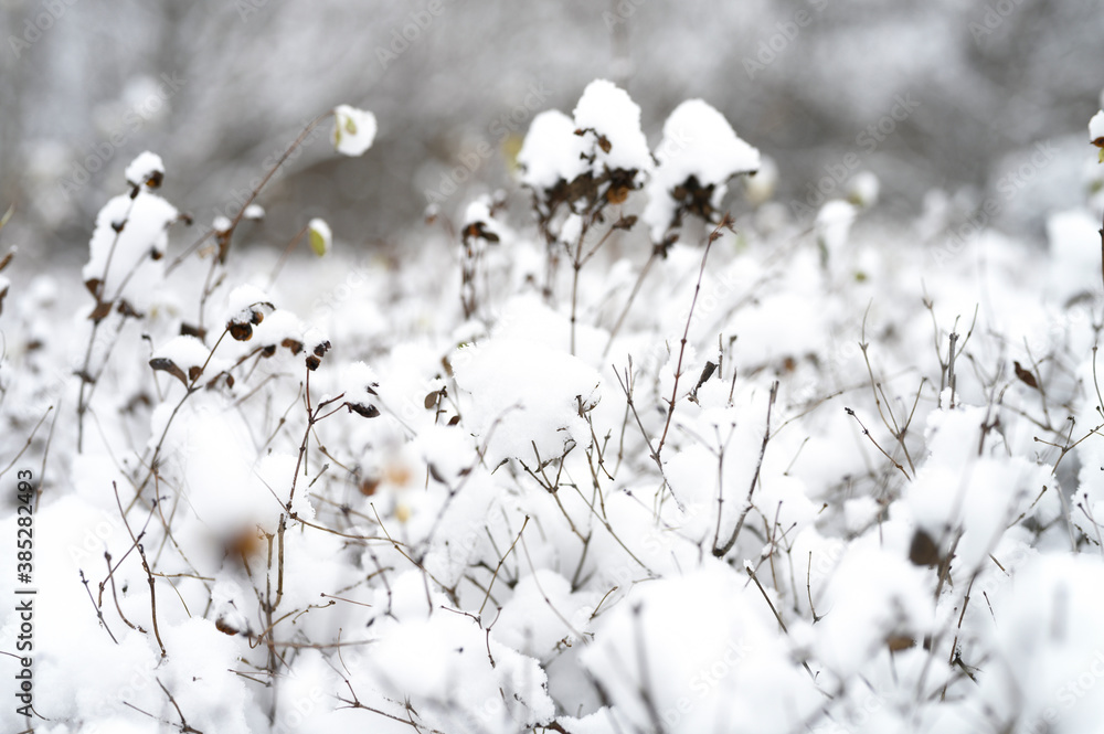 snow covered plant bushes in a snowy winter forest or Park snow covered plant bushes in a snowy winter forest or Park