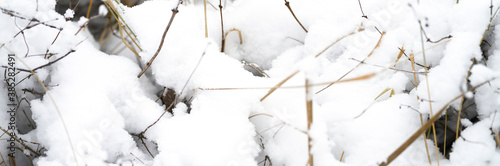 snow covered plant grass in a snowy winter forest or Park