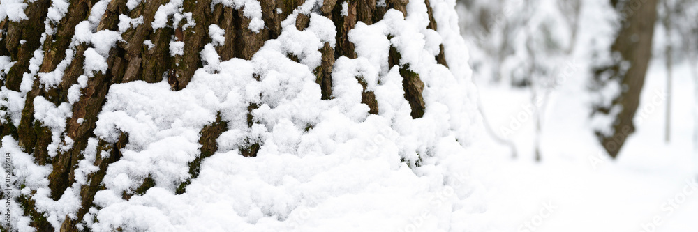 snow covered tree bark in the snowy winter forest snow covered tree bark in the snowy winter forest