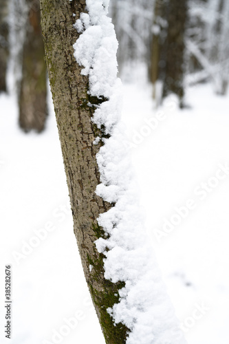 snow covered tree bark in the snowy winter forest