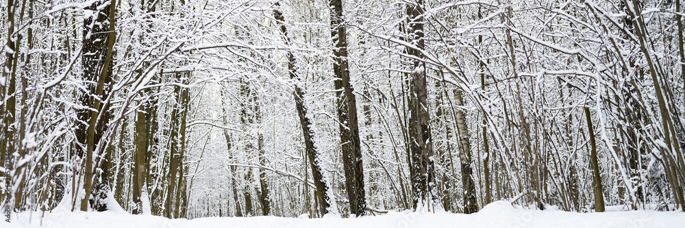 Fototapeta premium snow covered trees in the snowy winter forest