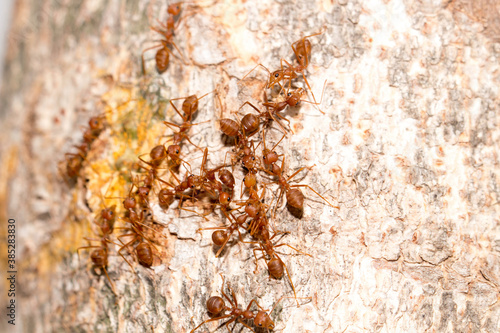 Many red ants were fighting fierce to protect the territory