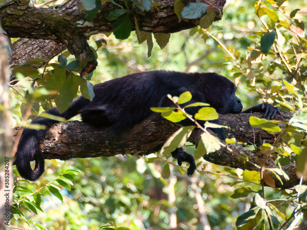 A Mantled Howler Monkey rests on a branch in a central american jungle its tail curled around the branch one fore paw hanging down staring off camera to the right A Mantled Howler Monkey rests on a branch in a central american jungle its tail curled around the branch one fore paw hanging down staring off camera to the right