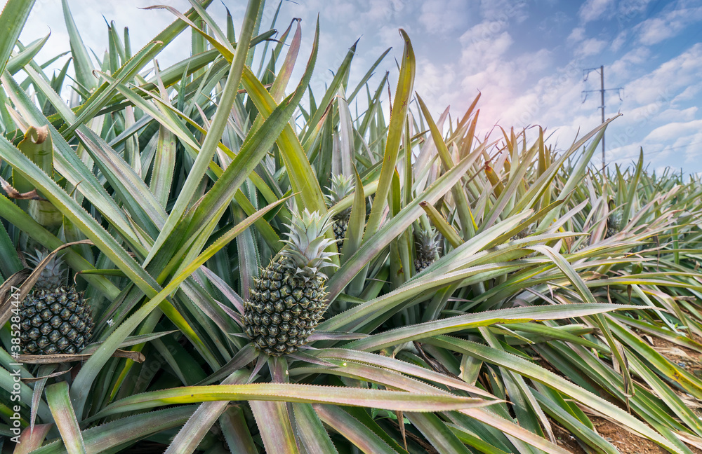 Pineapple fruit on the plantation farm Pineapple fruit on the plantation farm
