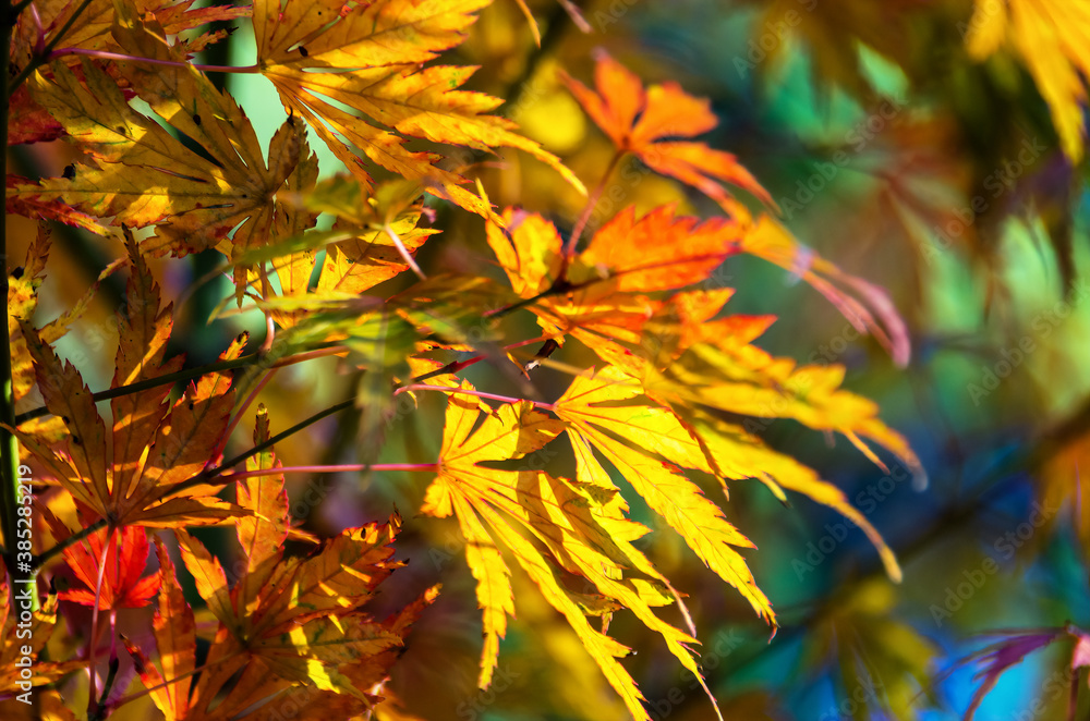 Sunlight on yellow maple leaves, casting shadows through the foliage, highlighting some leaves and casting others in the shade contrasted by greens and blues in the out of focus background Sunlight on yellow maple leaves, casting shadows through the foliage, highlighting some leaves and casting others in the shade contrasted by greens and blues in the out of focus background