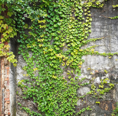 Grunge rustic wall with green ivy climbing on it. © xiaoliangge