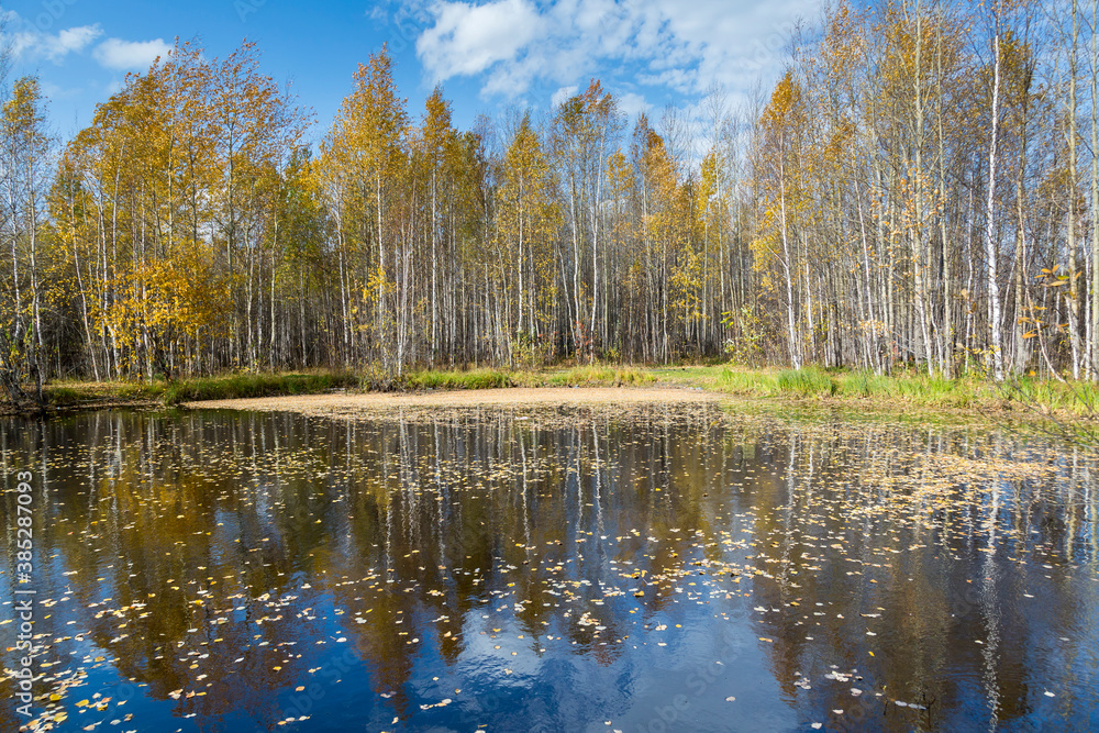 September landscape near the forest lake in the autumn day