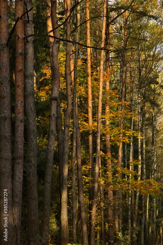 Sunny autumn day in the city park. © Олег Раков