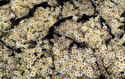 bunches of white daisy in the market for sale