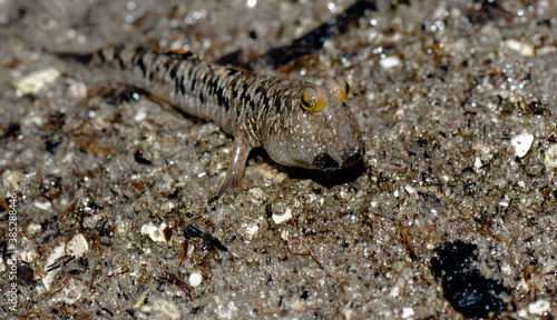 Mudskipper fish on sandy beach