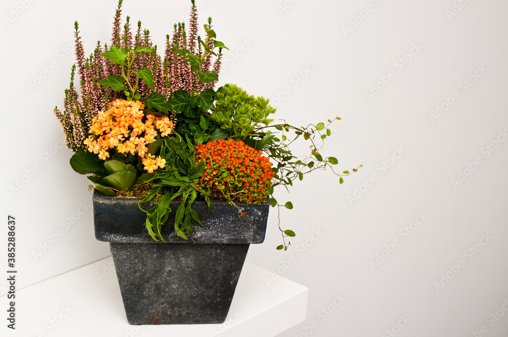 Floral composition of different autumn flowers and plants in a graphite color clay pot on white shelf